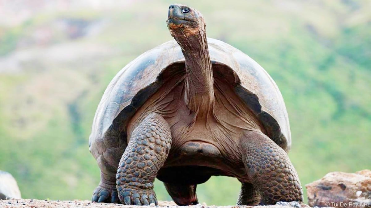 What Happend to the Oldest Living Animal, Jonathan the Gay Giant Tortoise?