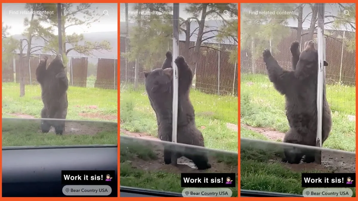 ‘This is why we chose the bear’: Bear putting on a pole-dancing show for spectators is the final proof of why men can’t win this war
