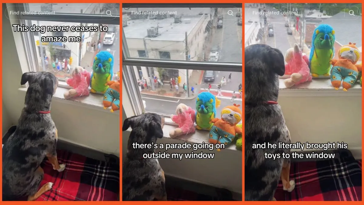 'Goodest boy award goes to': Wholesome pup can't watch the parade alone, so he brings his toys along for the show