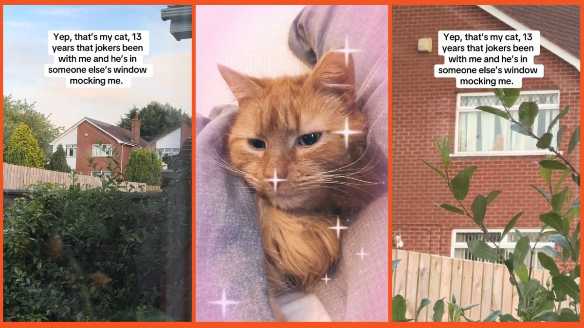 Woman Starts Major Beef With Her Own Pet After Cat Starts Getting Cozy With the Neighbors