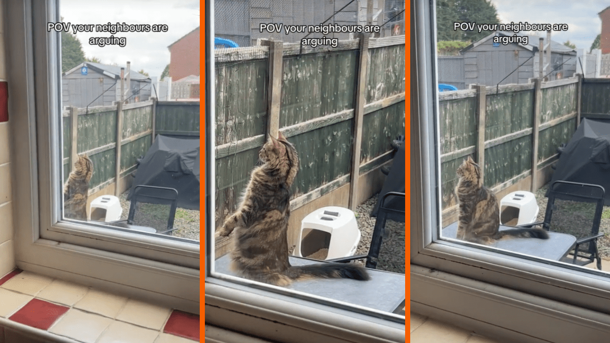 Innocent kitty gripped and stunned in equal measure as he witnesses couple's NSFW argument