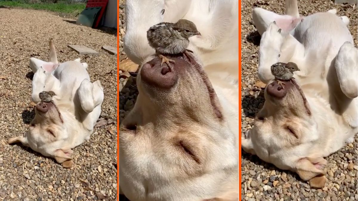 TikTok viral dog video with bird on mouth