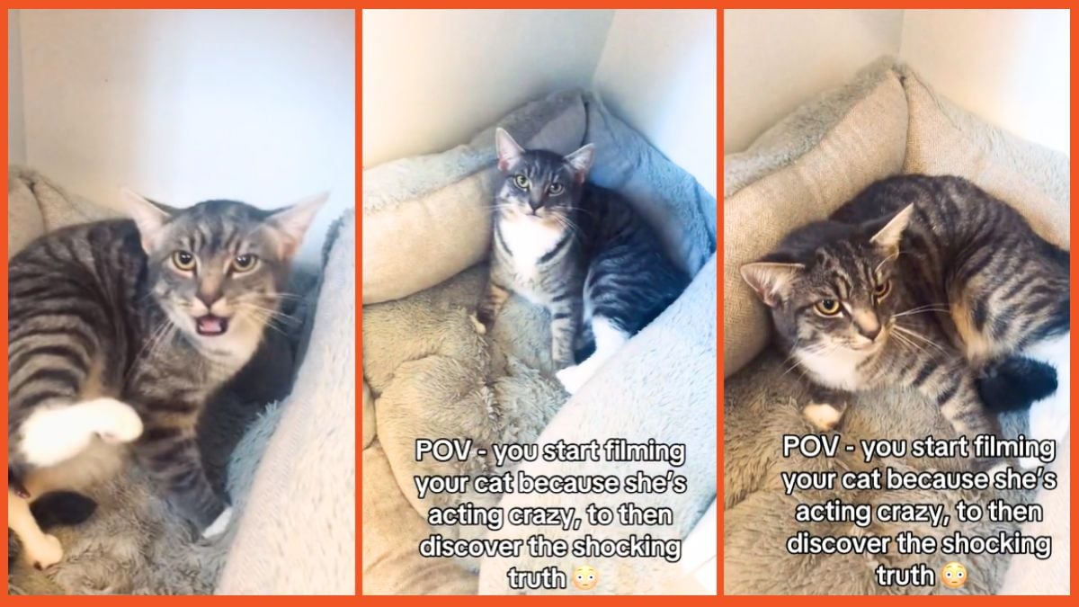 'How did you not know?': Cat owner gets surprise of their life when their furry feline starts acting strange