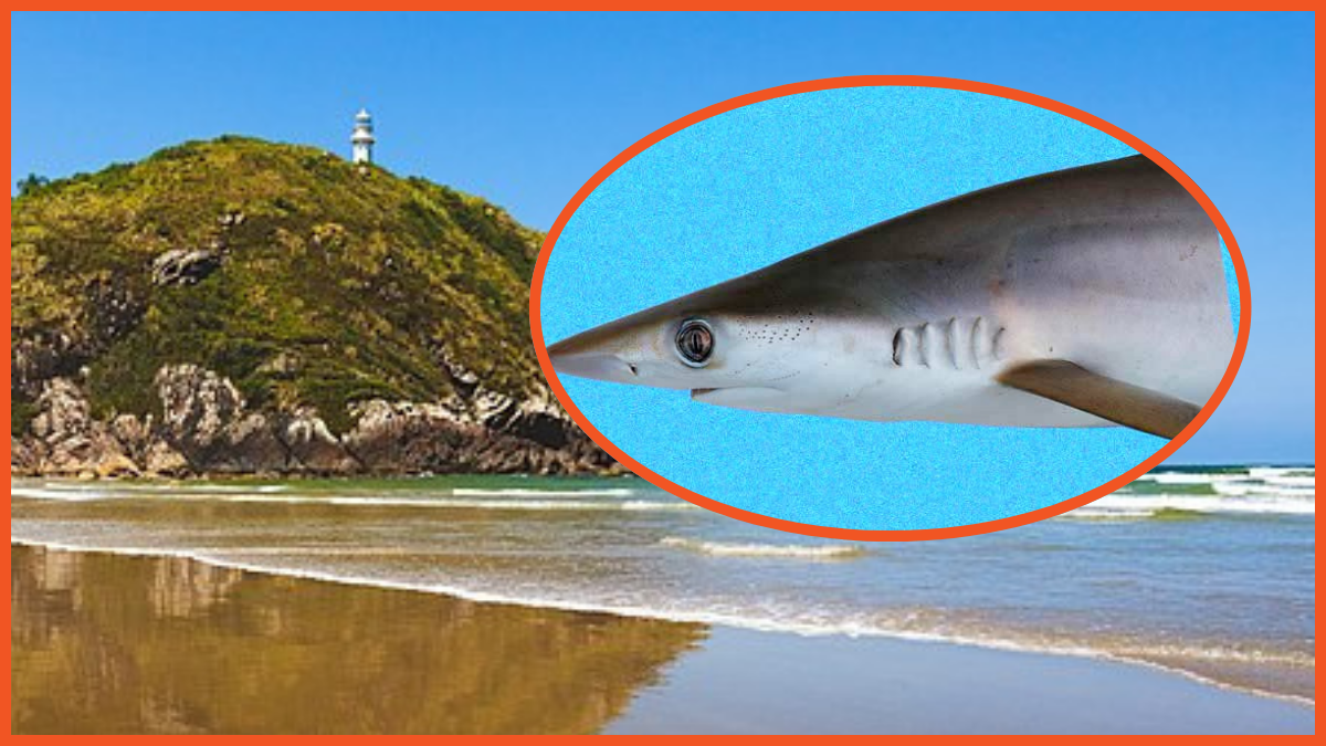 Forget Cocaine Bear: Cocaine Sharks are Real, and We're Terrified