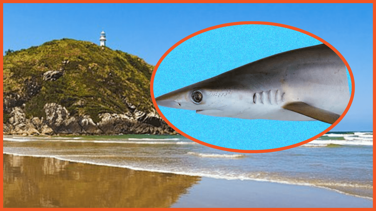 Brazilian beach, sharpnose shark