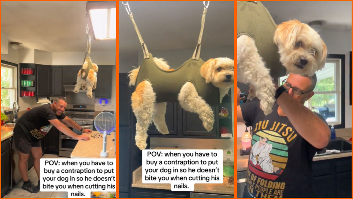 'Now this is air jail': Adorable pup keeps biting his humans when they trim his nails, so they come up with hilarious yet effective workaround