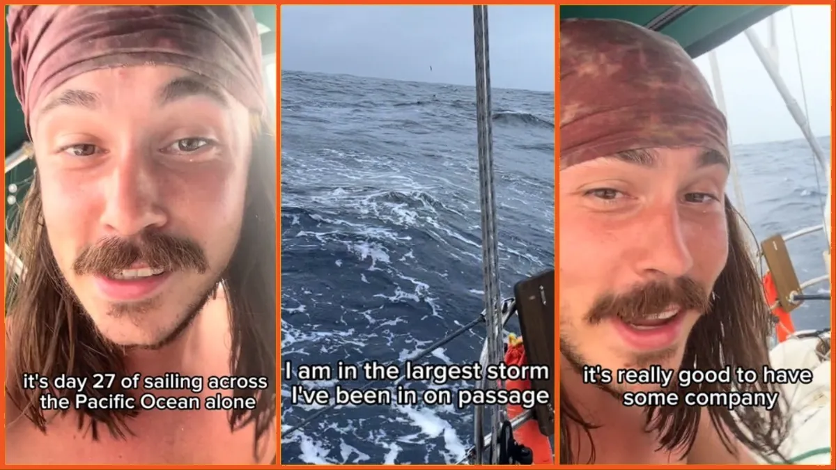 'They are good omens': Solo sailor lives out wholesome version of 'Jaws' when school of friendly whales starts following his boat
