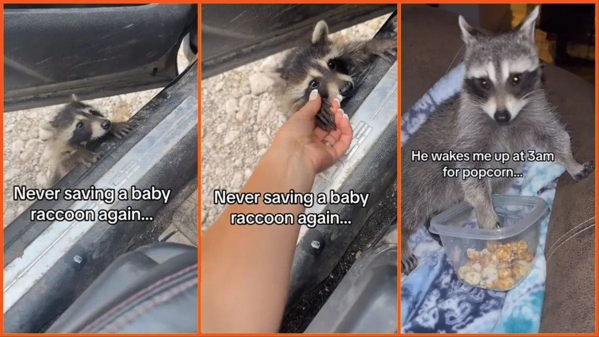 Woman’s Roadside Raccoon Rescue Leaves Her With Spoiled Yet Adorable New Pet