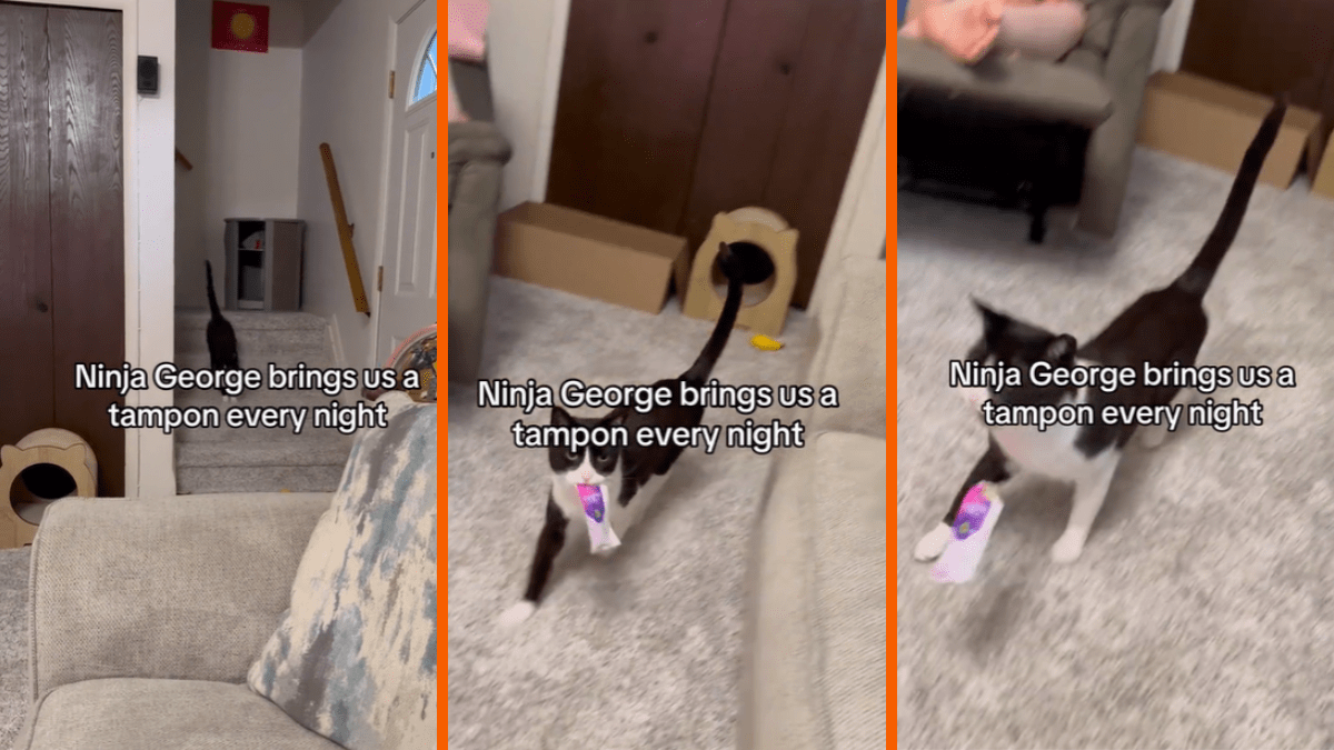 Helpful feline fetches tampons on a nightly basis and delivers them to his humans