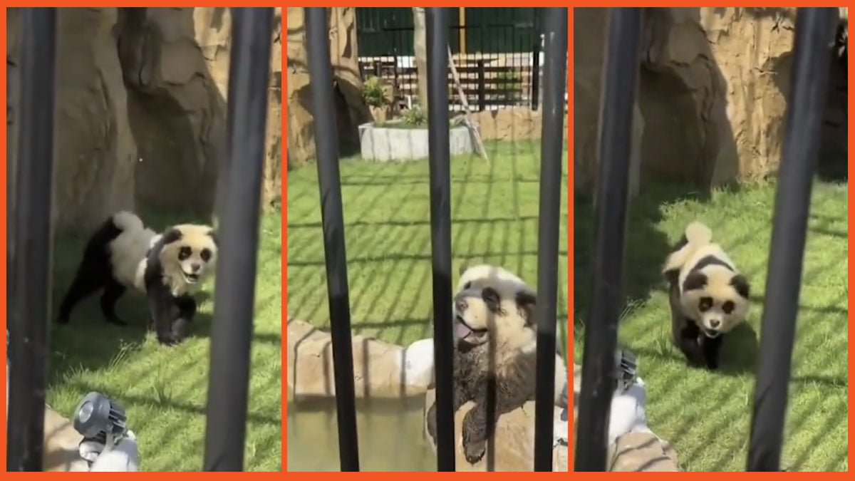 Chow Chows dogs painted as pandas in a zoo in China