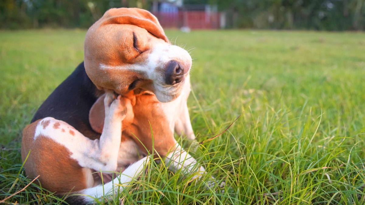 An adorable beagle dog scratching body outdoor on the grass field in the evening.