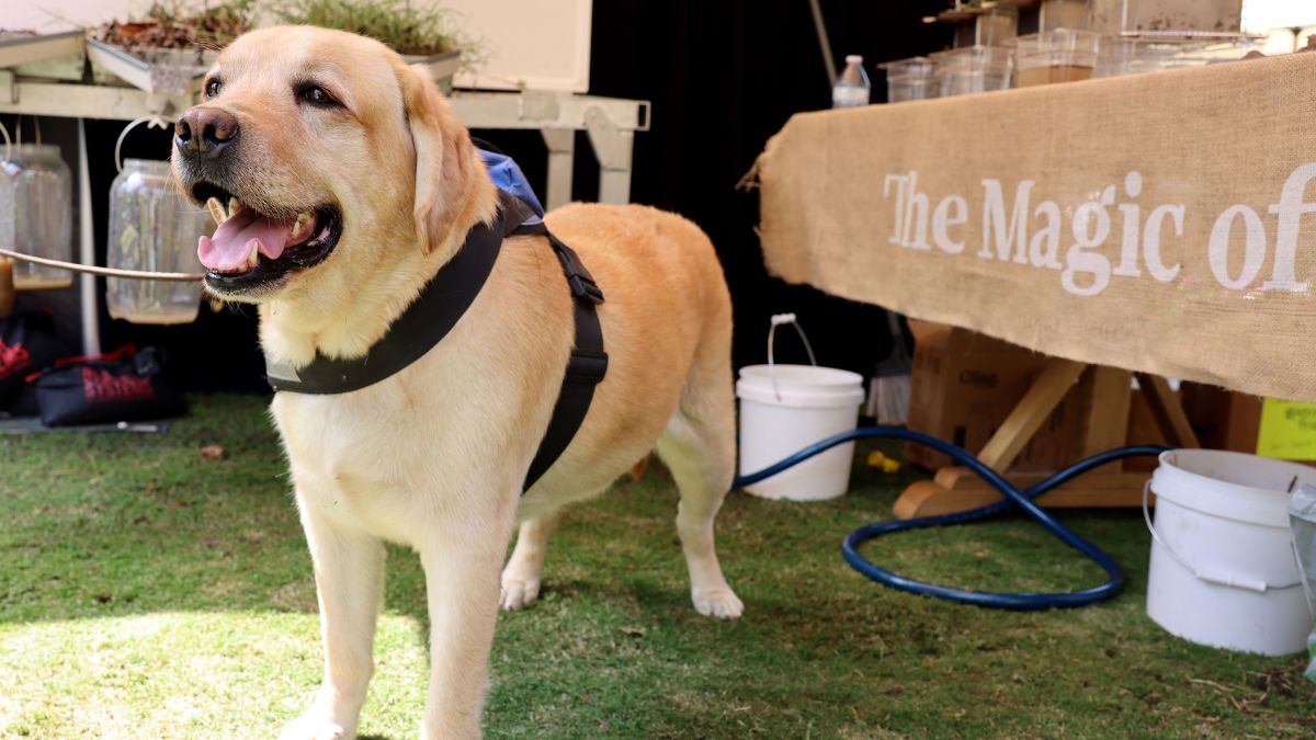 General atmosphere at a first-of-its-kind farmers market for dogs powered by natural pet food brand NUTRO at The Grove on September 14, 2024 in Los Angeles, California.