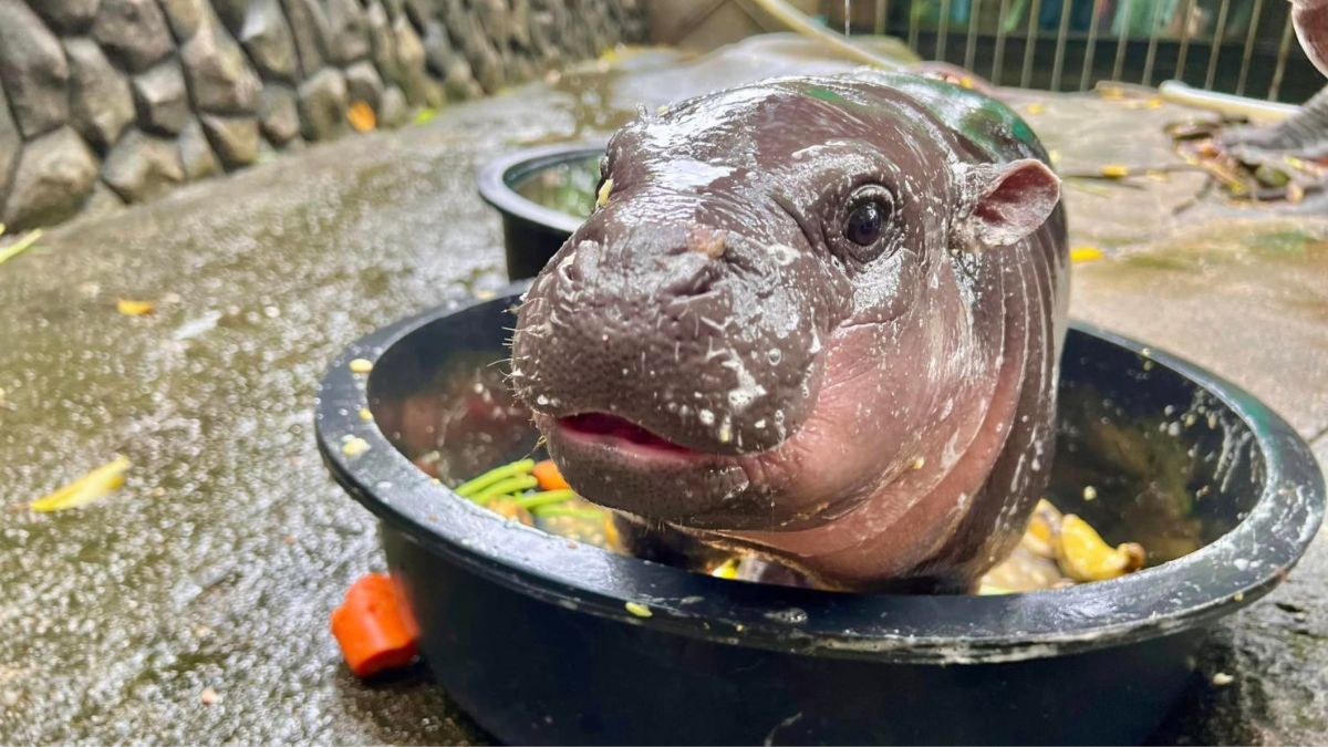 Moo Deng, the viral pygmy hippo from Thailand