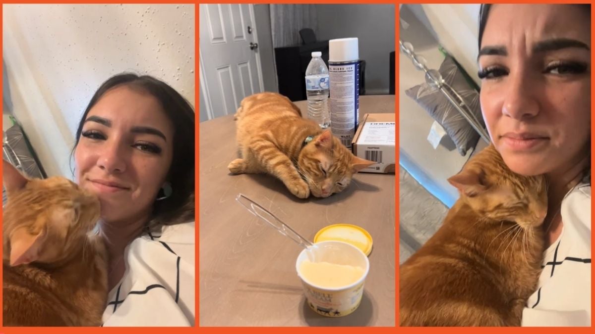 TikTok screenshots of @caitlyn_davis34 and her orange cat, Meatloaf