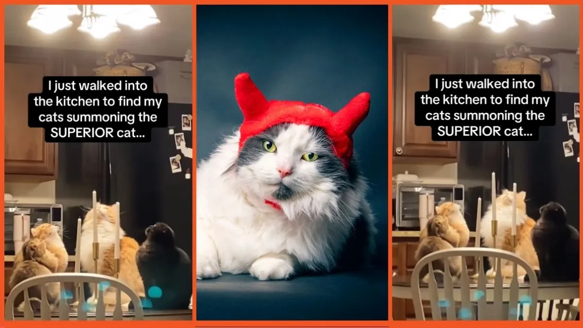 TikTok screenshots of four cats eerily sitting on top of a table in a circle/stock image of a cat dressed in devil ears.