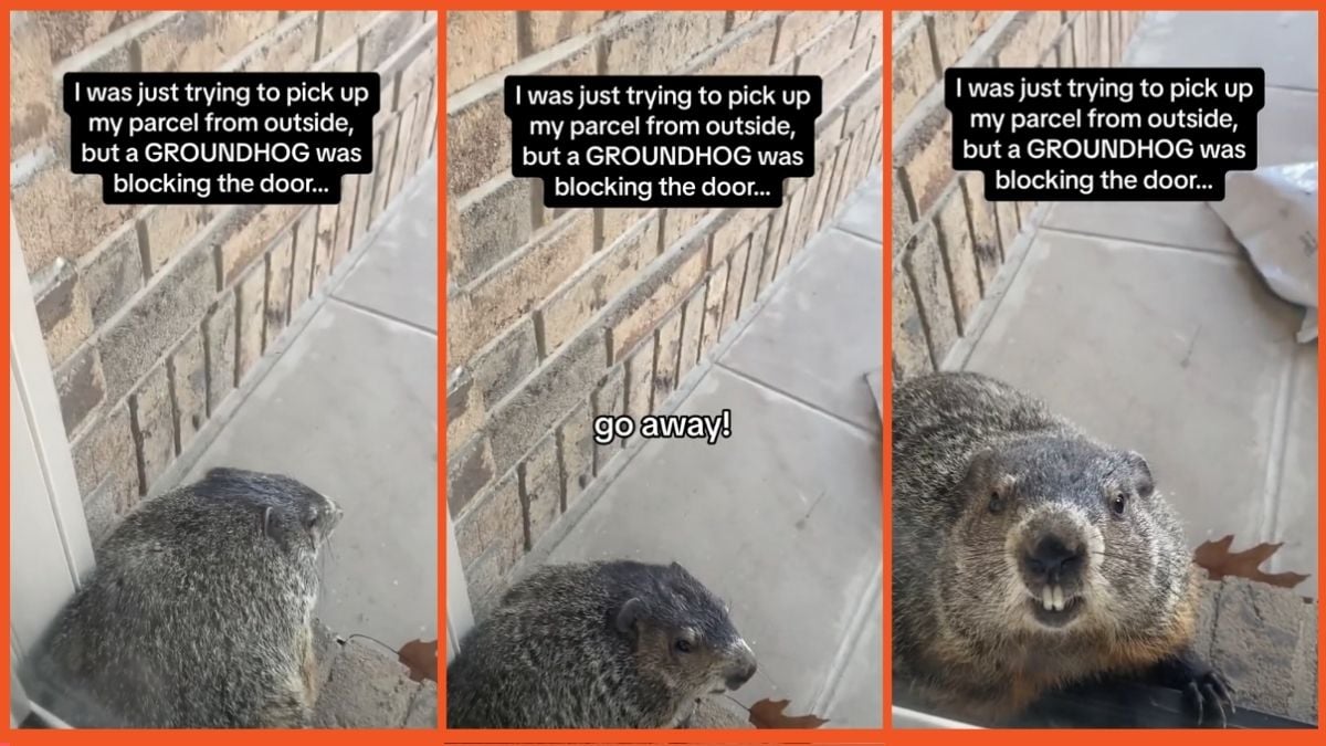 TikTok screenshots of a giant groundhog on someone's front porch