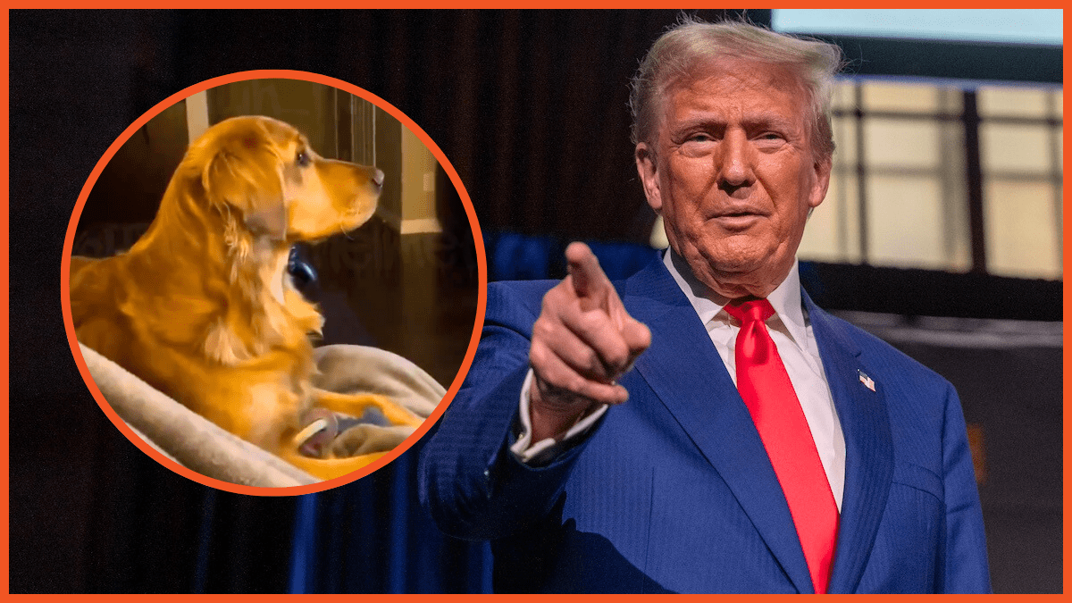 Trump pointing at dog/ Republican presidential nominee, former U.S. President Donald Trump addresses the Economic Club of New York on September 5, 2024, in New York City. Vice President Kamala Harris and Trump are set to debate each other next week for the first time after their campaigns.