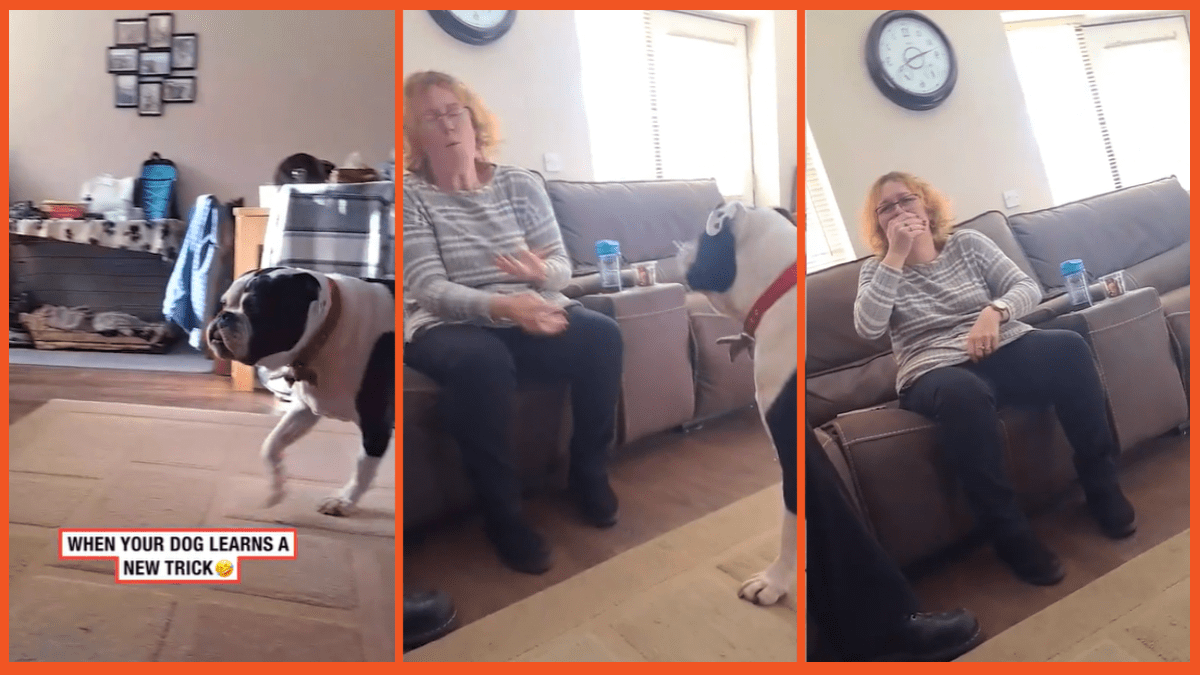 Belligerent bulldog turns the tables when it learns new trick that almost breaks owner's teeth