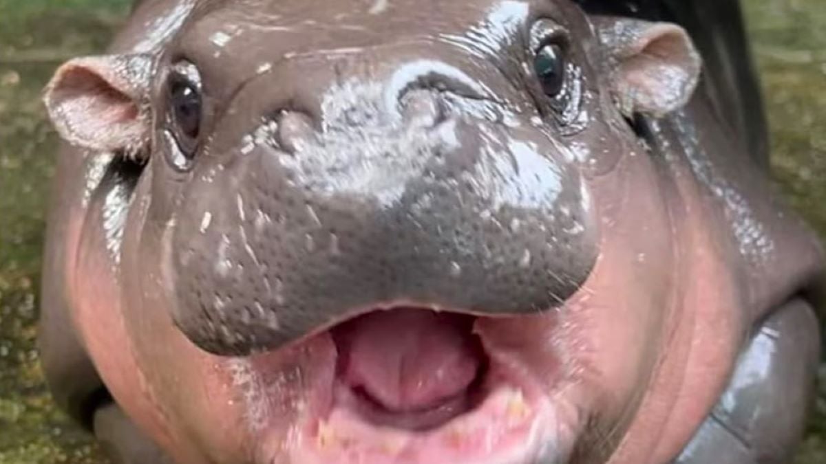 A close-up shot of the popular pygmy hippopotamus, Moo Deng