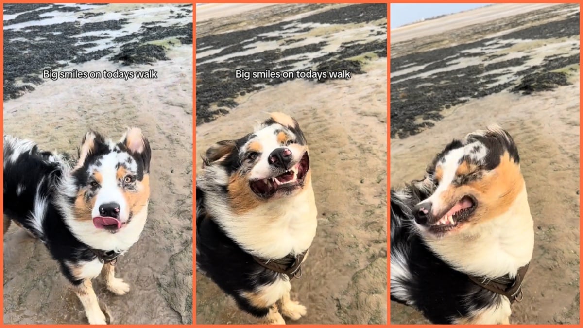 Windy dog smiles beach TikTok