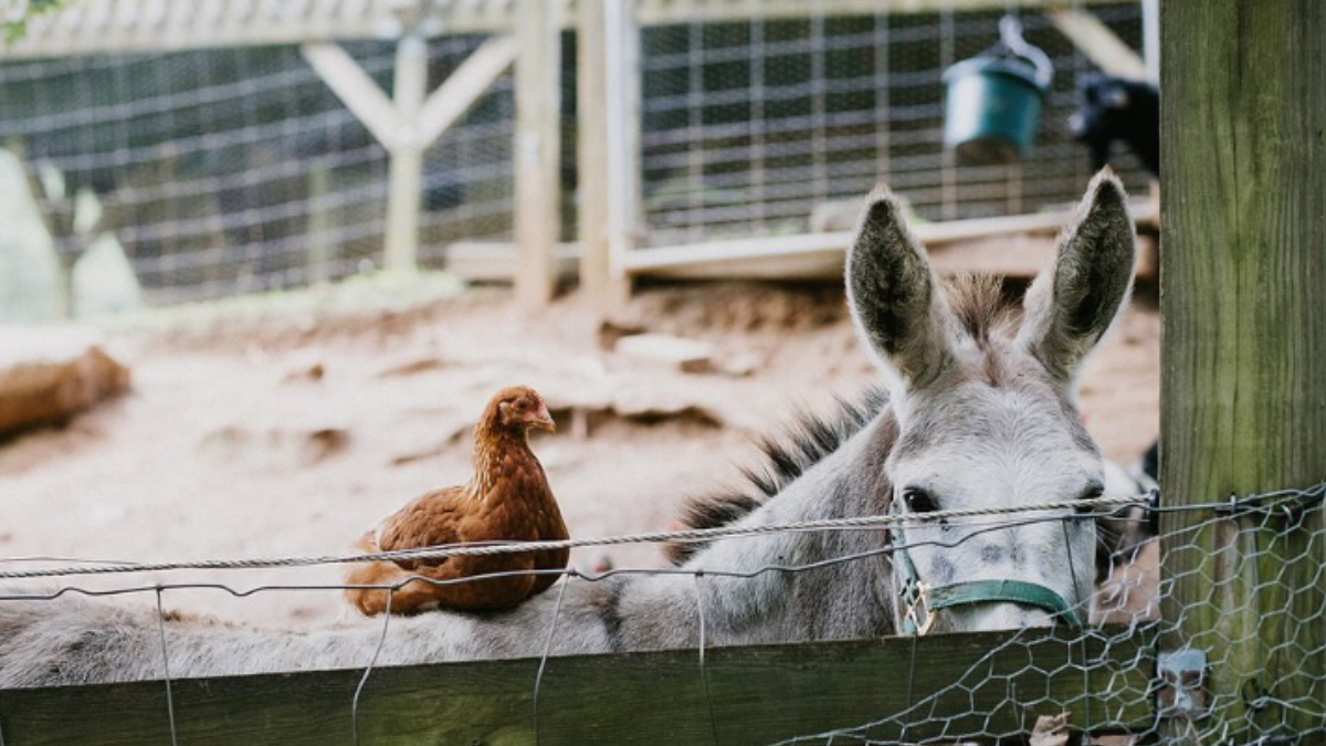 JJ the donkey with a chicken on his back