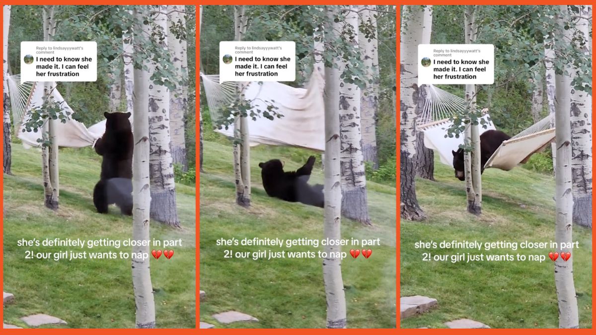 Bear hammock TikTok