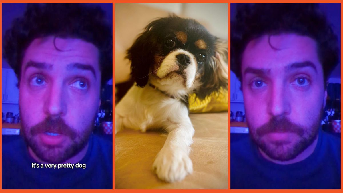 TikTok Seth Rogen dog