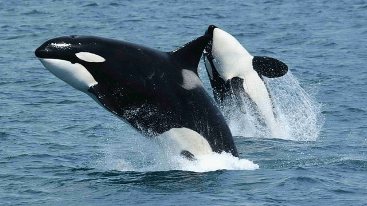 Orca whale pod