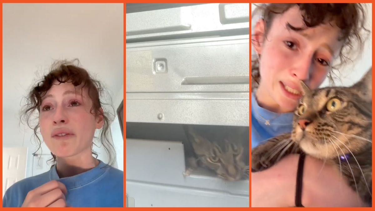 Viral TikTok missing cat found in oven