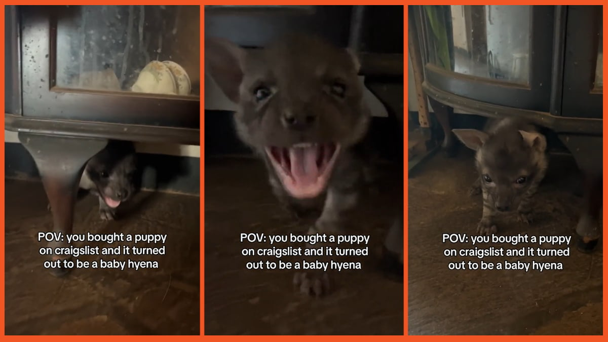 TikTok baby hyena