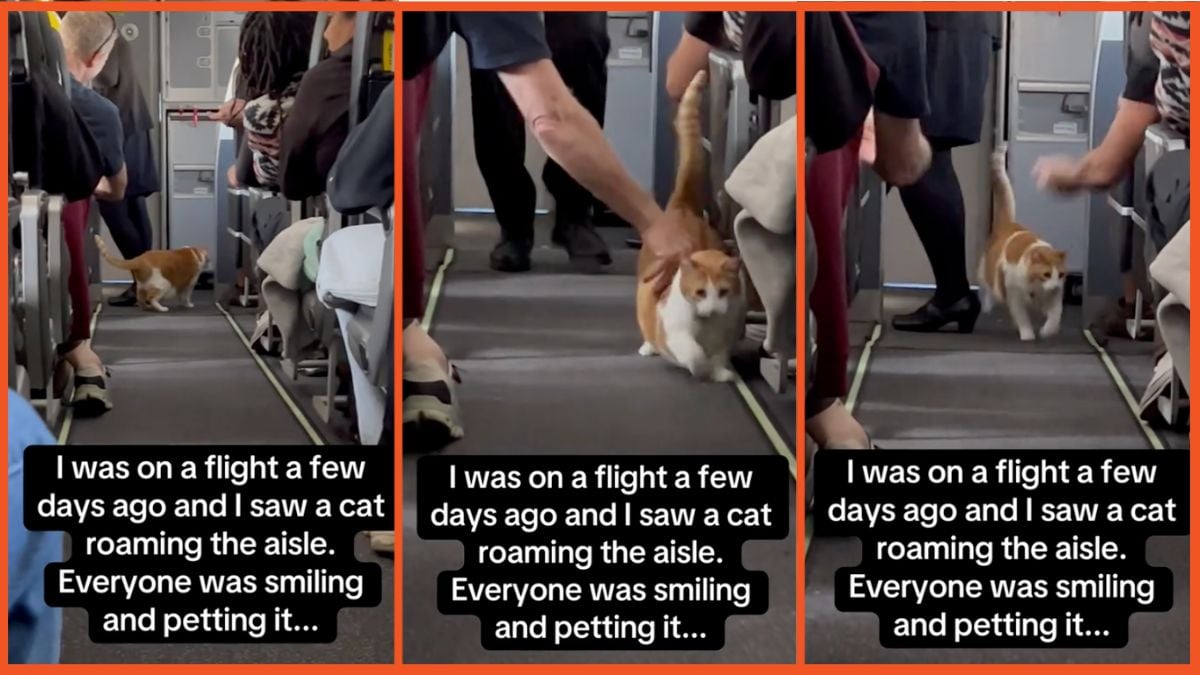 Screenshots of a cat walking down the aisle of a plane