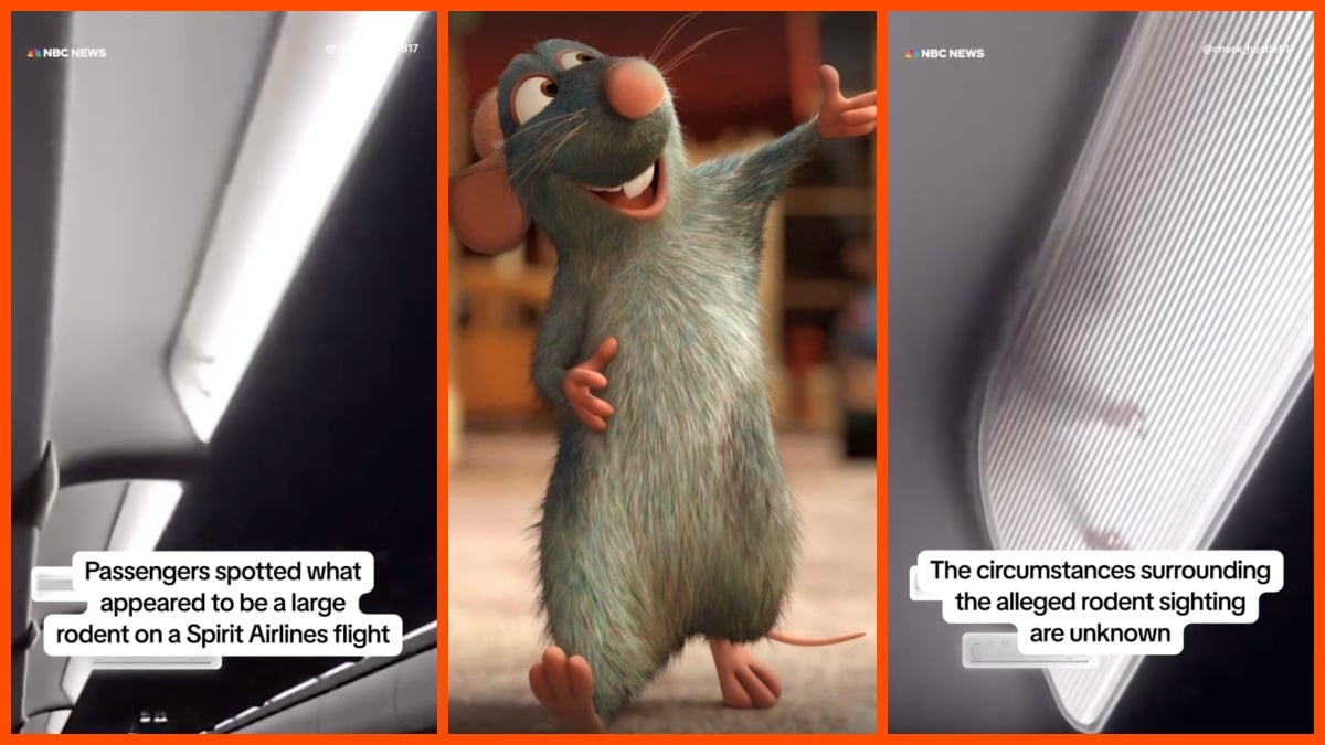 Remy from Ratatouille, Spirit Airlines rodent flight