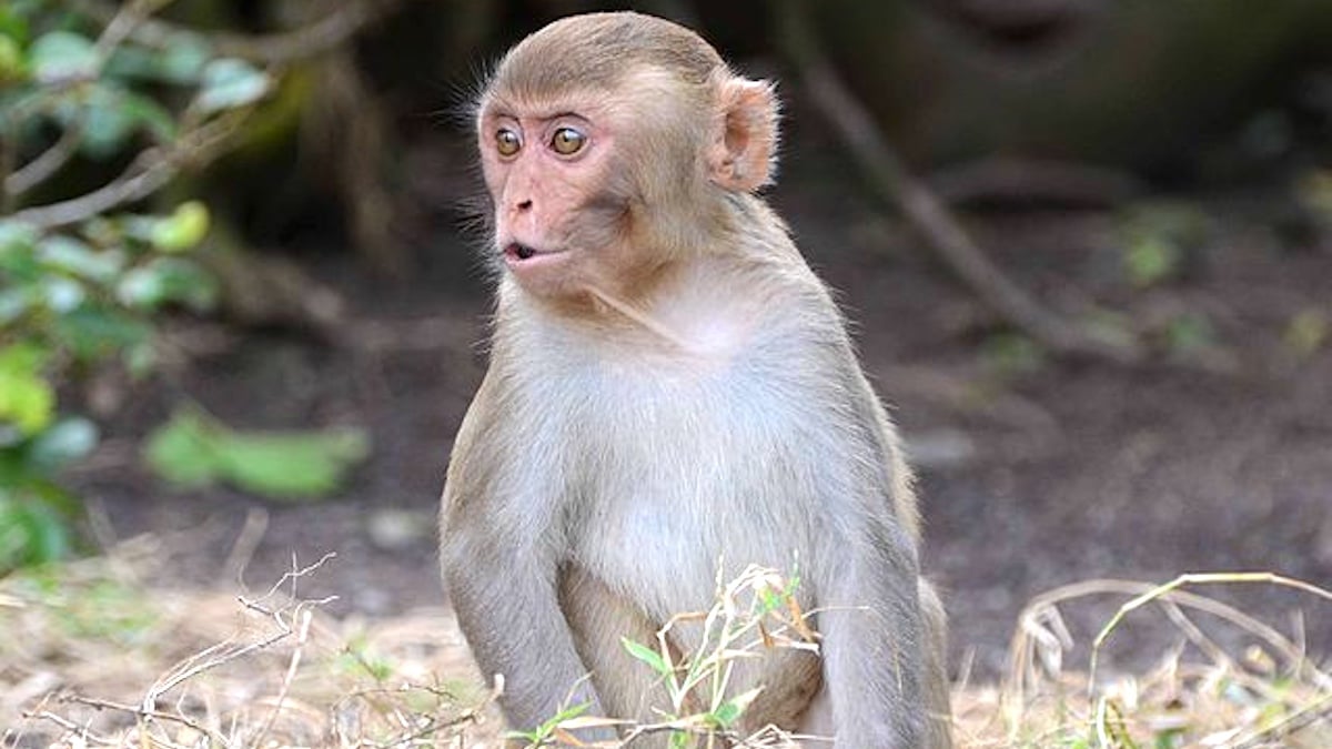 Rhesus macaques via Wiki Commons