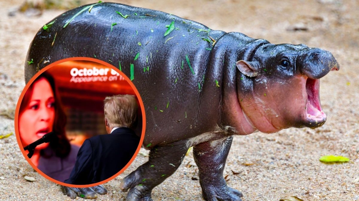 A female dwarf hippopotamus named Moo Deng in Khao Kheow Open Zoo in Chonburi Thailand and Donald Trump, watches a video featuring U.S. Vice President Kamala Harris during a campaign rally