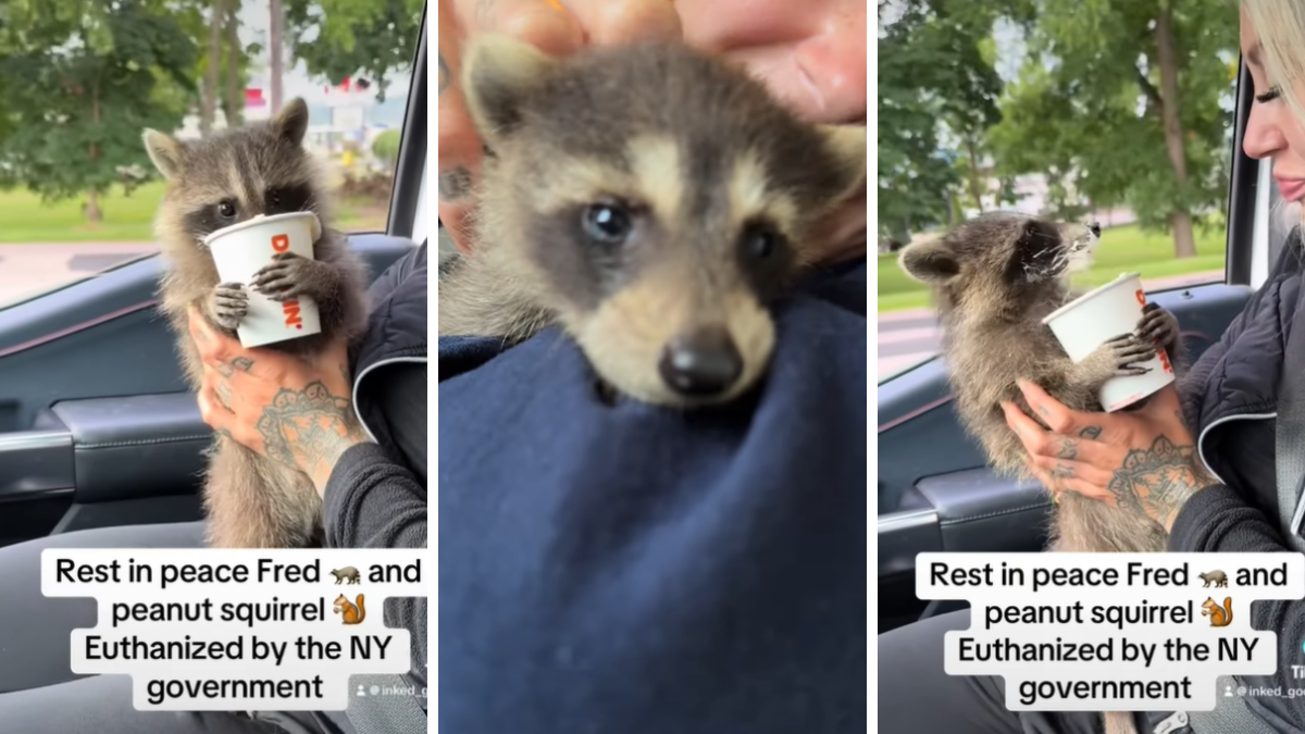 fred the racoon who was euthanized by the DEC