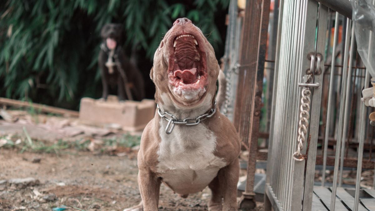 American Pitbull, American Bully The dog is fierce and strong. The owner is barking and acting fiercely, being chained.