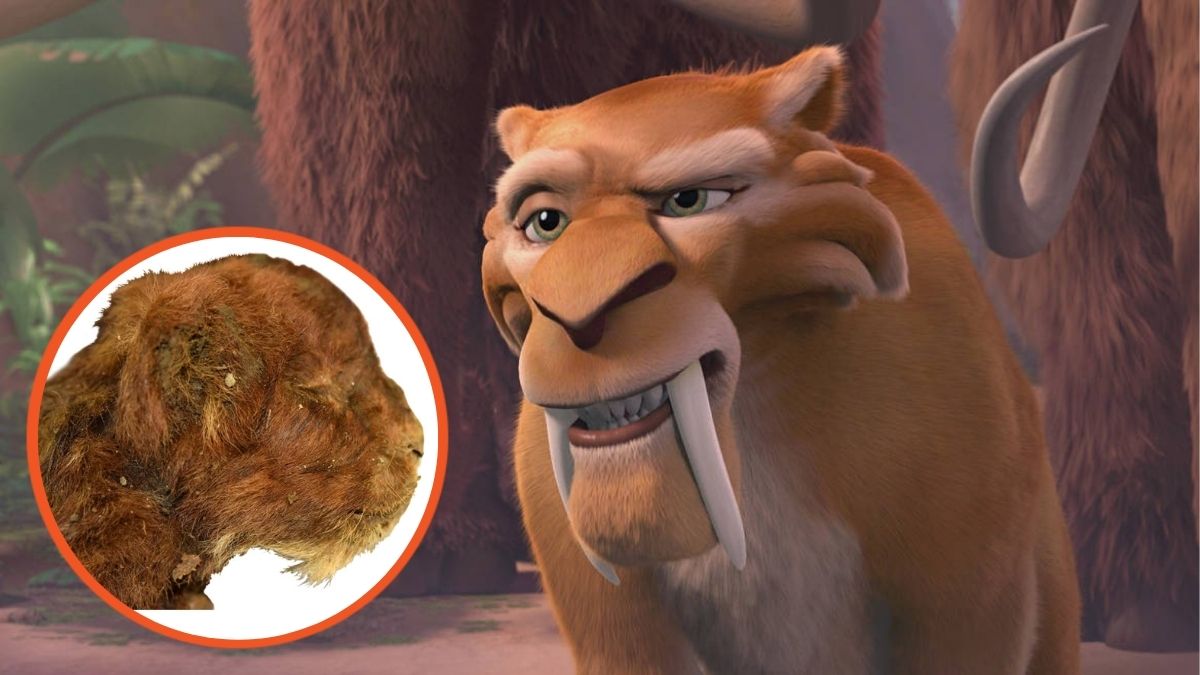 Still from Ice Age and image of unearthed mummified sabre-toothed cat