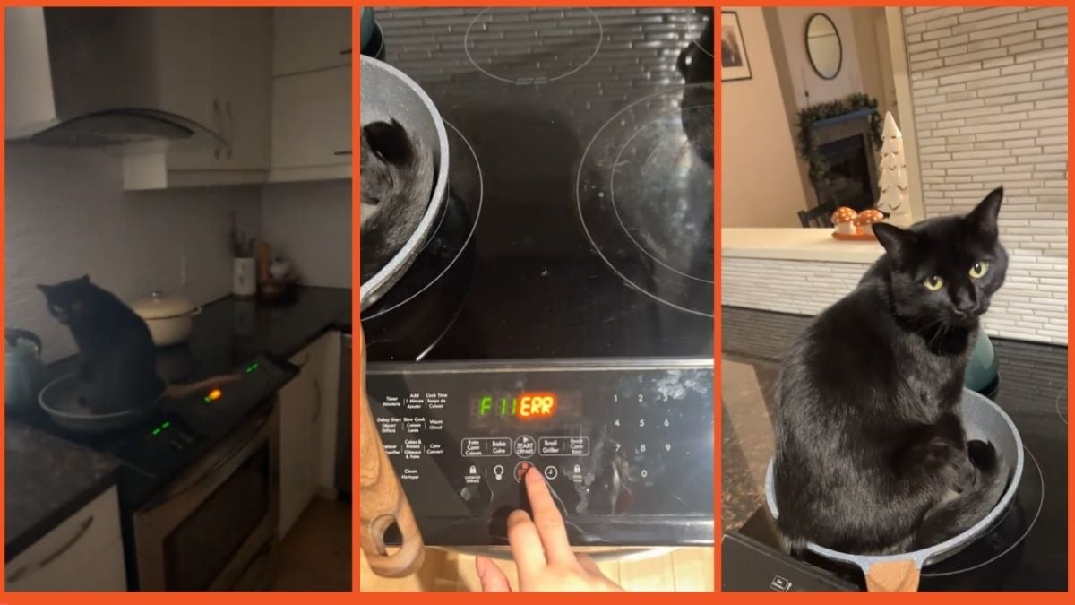 TikTok screenshots of a cat sitting in a frying pan