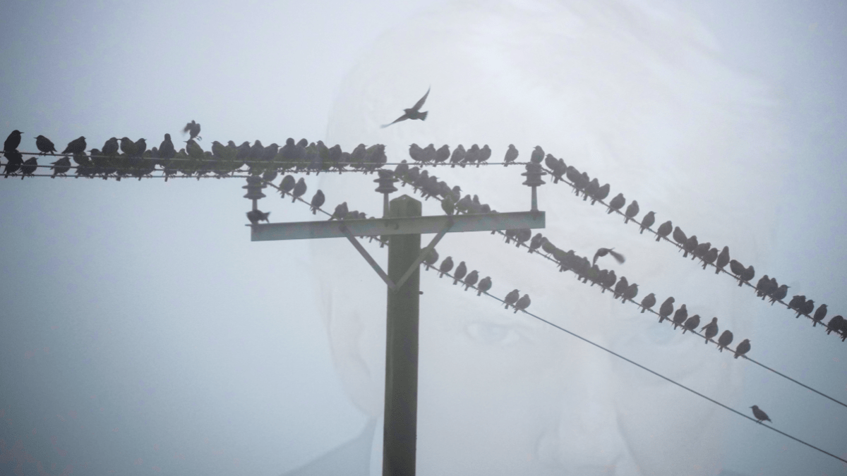 Birds on telephone wires with Donald Trump's mug shot in the background