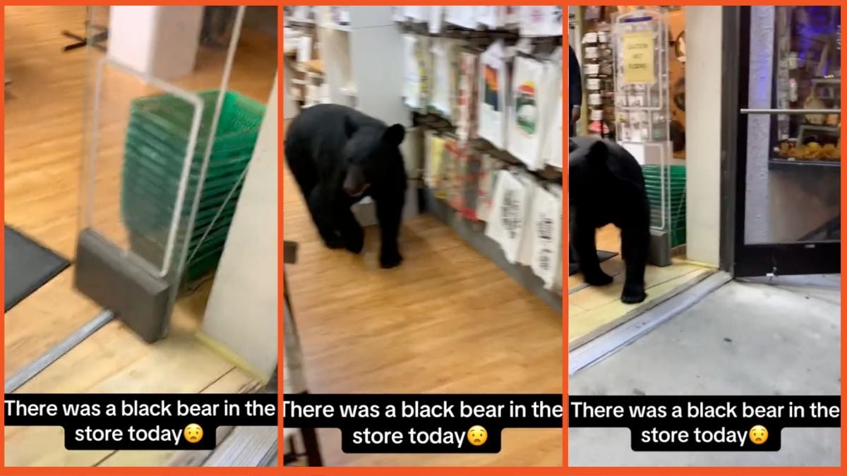 Screengrabs of a bear in a store