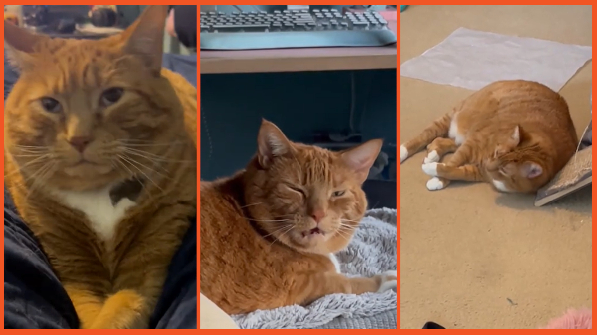 'The sass is strong with this one': Cat reacts in highly unusual way every time his human sneezes