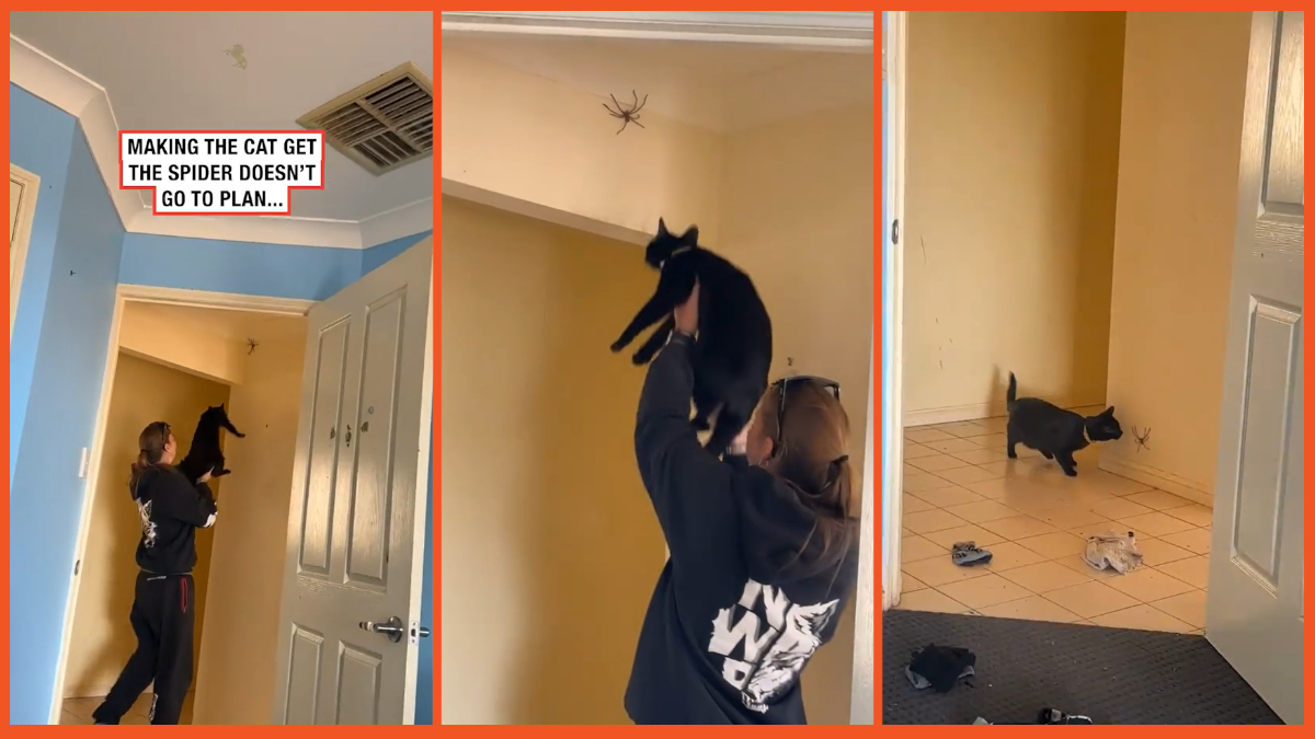 'When it fell my heart sank': Couple's attempt to use their cat as a ...