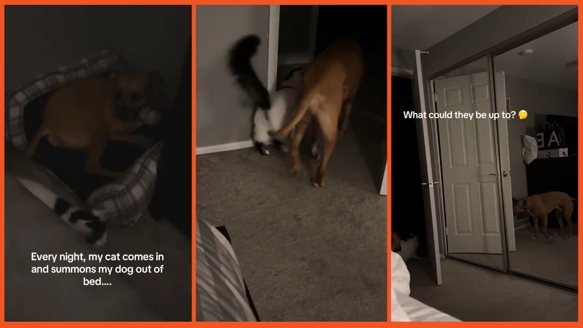 TikTok cat summons dog