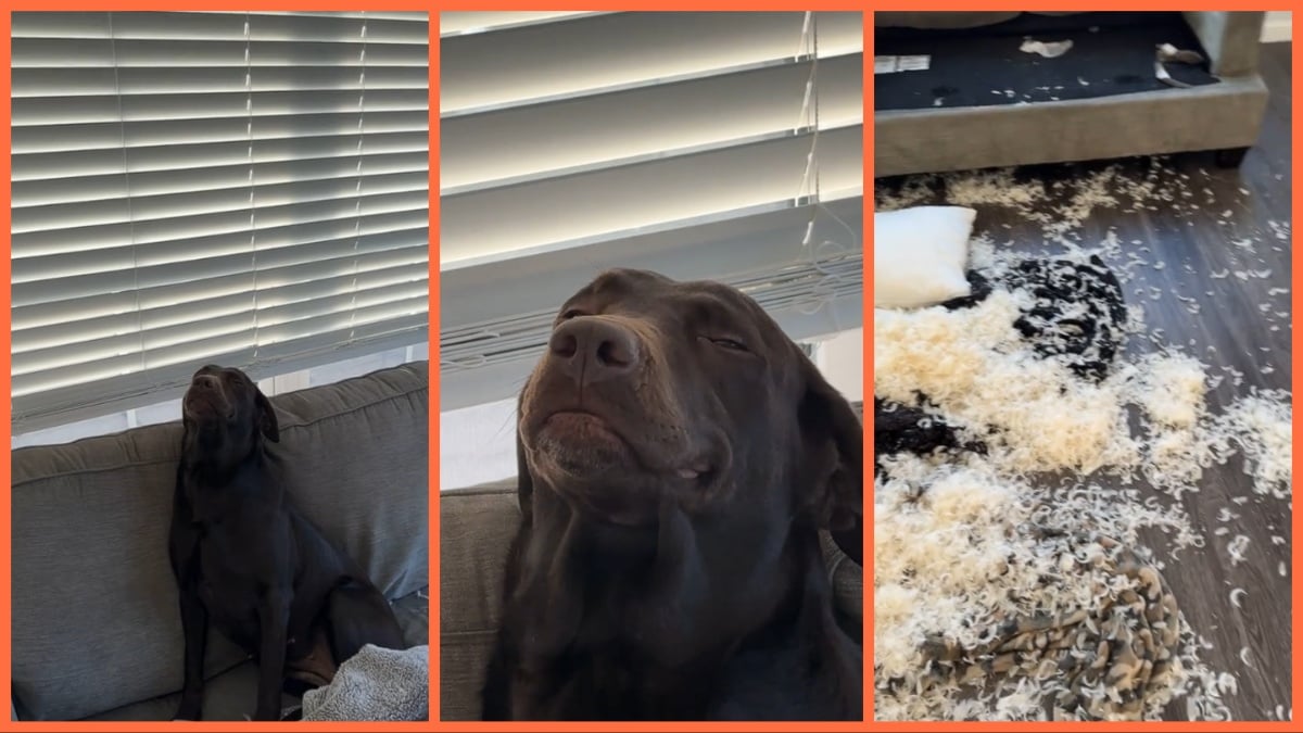 TikTok chocolate lab destruction