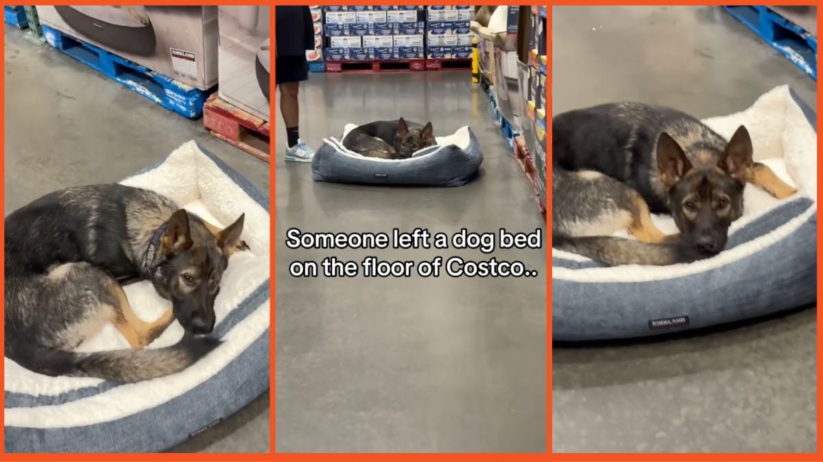 Screenshots of a dog on a dog bed in Costco