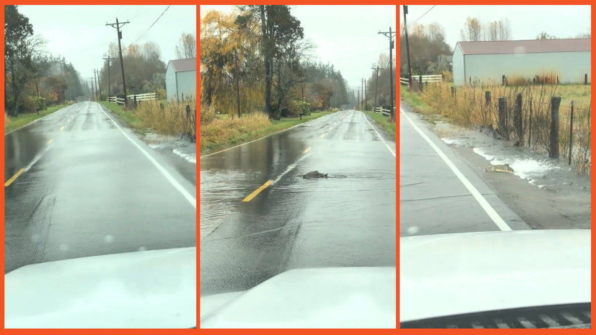 TikTok fish crossing road