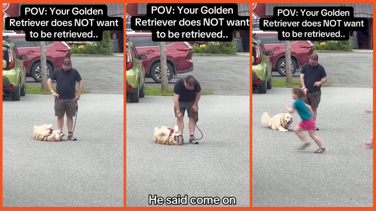 Screenshots of a man with his Golden Retriever in a parking lot