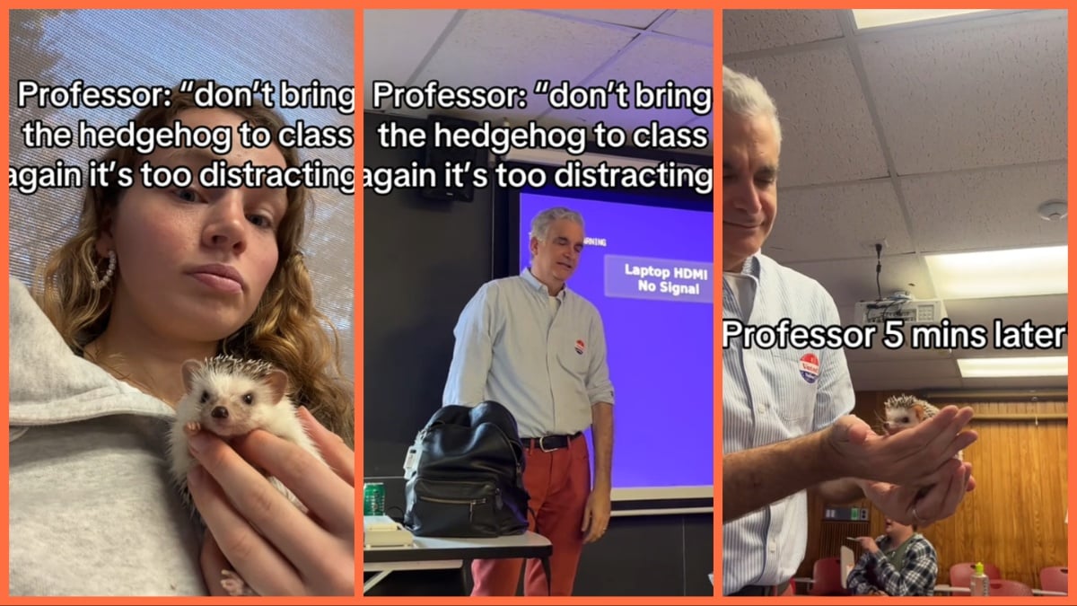 TikTok hedgehog professor