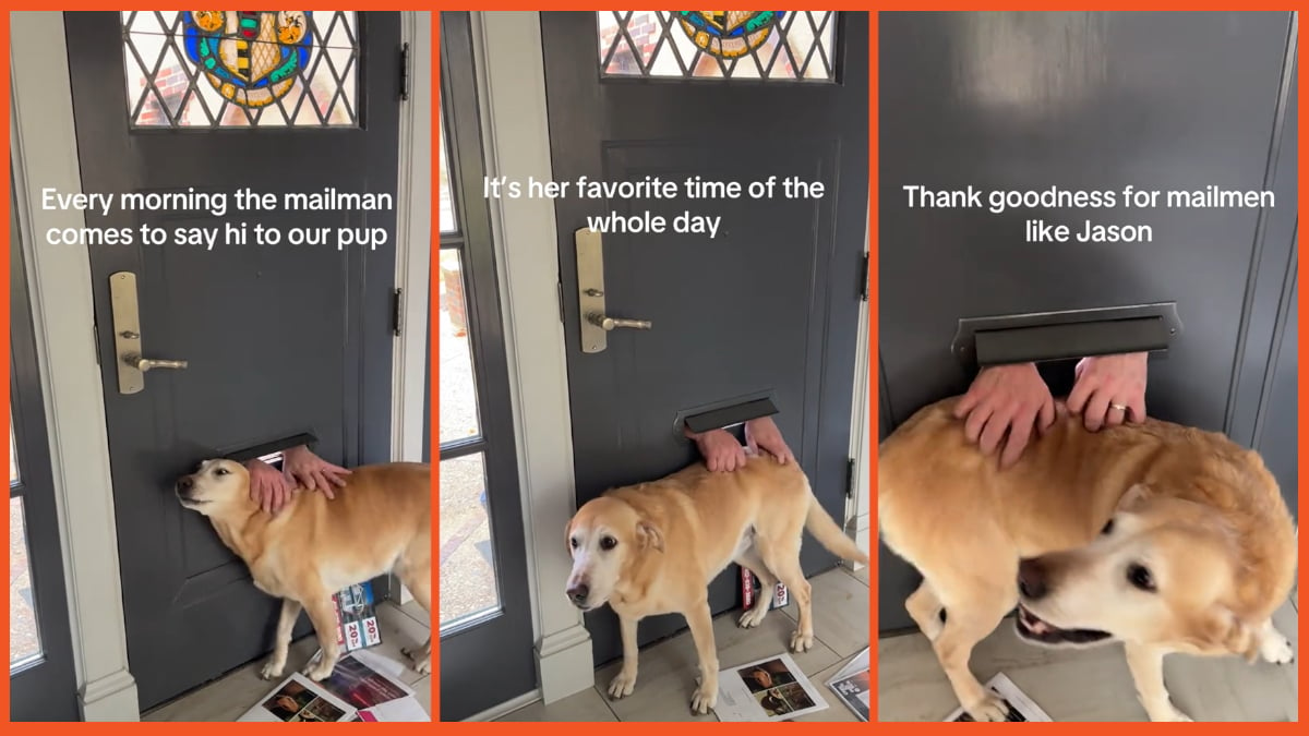 TikTok mailman pets dog