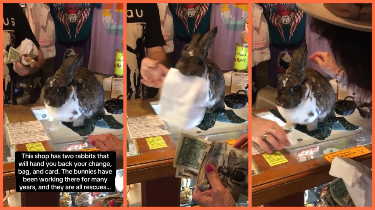 tiktok-bunny-career.jpg